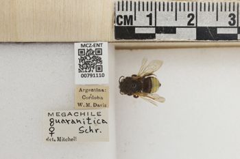 Media type: image;   Entomology 791110 Aspect: Labels